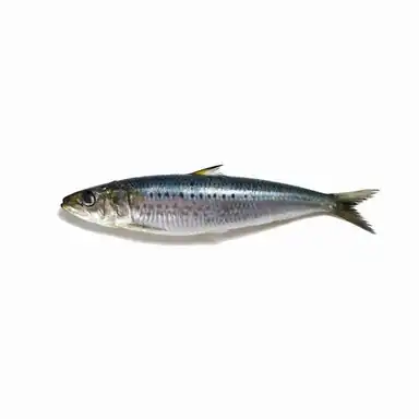 Long Sardine x Mr. Brightside album art