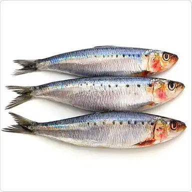 Sardine Tin album art
